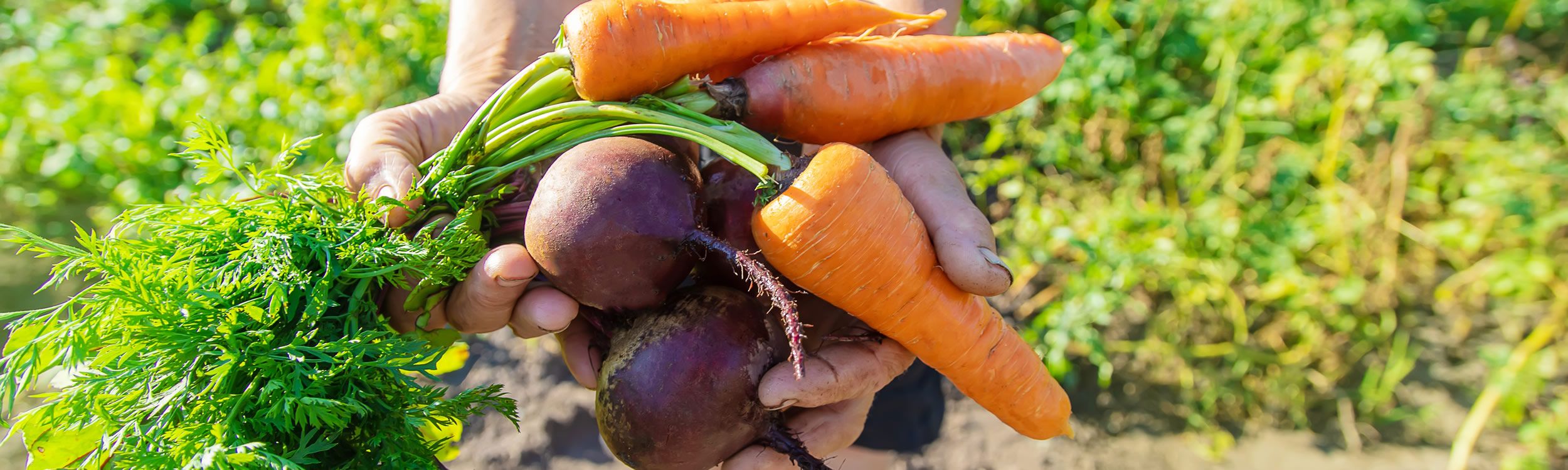 Carrots and Beets
