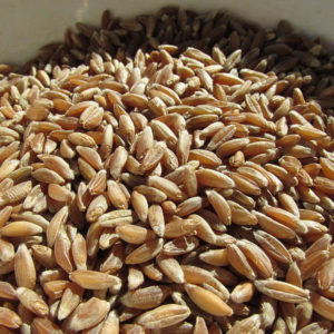 Emmer Wheat